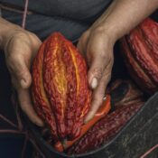 Cacao Asómbrate