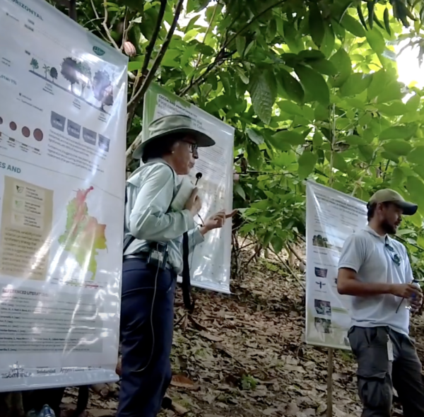 La Importancia de los cajones fermentadores en la producción de cacao