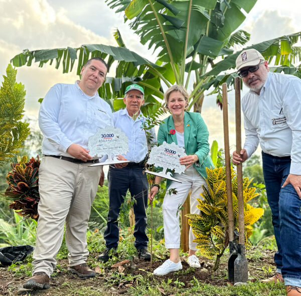 Alianza por el cacao sostenible: Solidaridad y CDMB Lideran la Siembra de 30.000 árboles en proyectos de agroforestería.